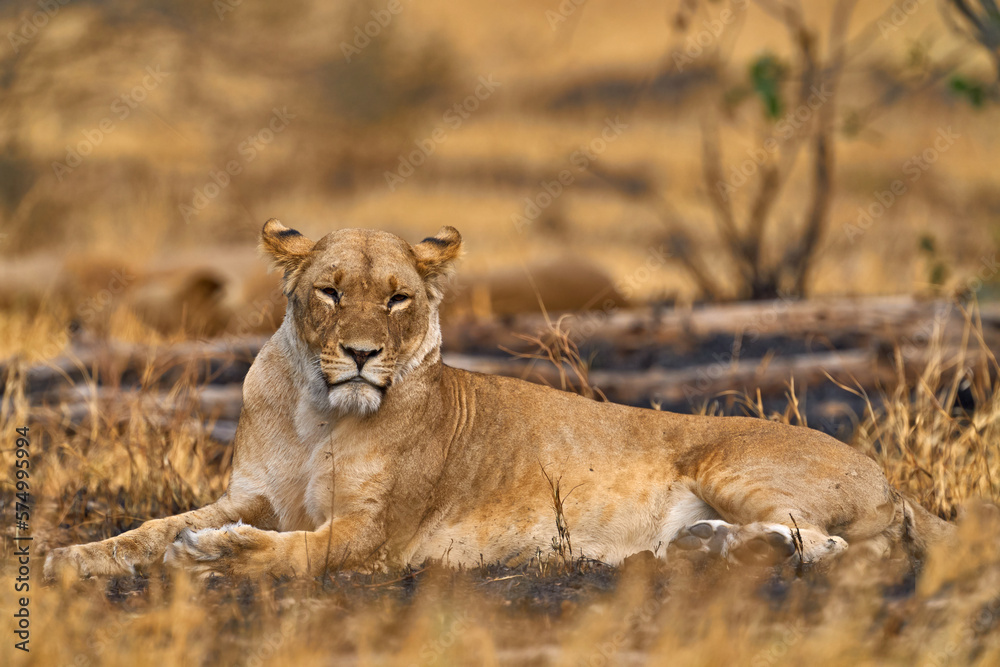 Naklejka premium Artistic photo, blur motion art - lion. Botswana wildlife. Lion, fire burned destroyed savannah. Animal in fire burnt place, lion lying in black ash and cinders, Savuti, Africa.