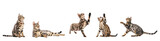 Bengal cat with scratching poses collection, set isolated on transparent white background