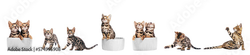 Fotografia Bengal cat young kittens playing, set isolated on transparent white background