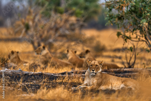Lion family rest relaxation, Savuti, Chobe NP, Botswana