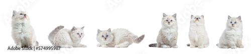 Fotografiet Cute kitten cat playing collection, set isolated on transparent white background