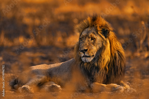 Lion  fire burned destroyed savannah. Animal in fire burnt place  lion lying in the black ash and cinders  Savuti  Chobe NP in Botswana. Hot season in Africa. African lion  male. Botswana wildlife.