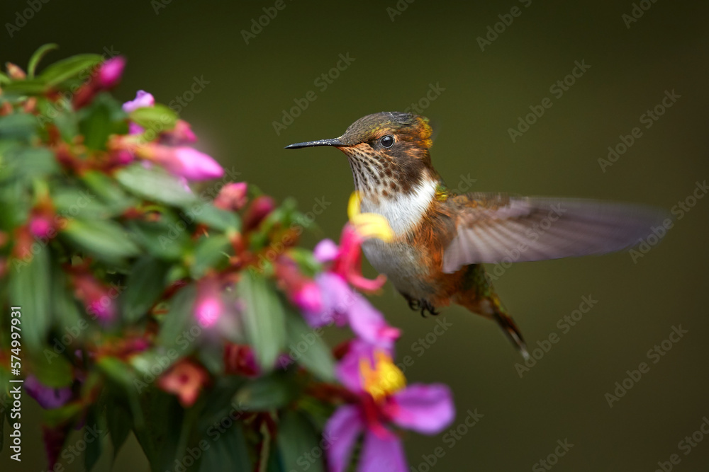 Fototapeta premium Bird wuth pink flower bloom. Scintillant Hummingbird, Selasphorus scintilla, tiny bird in the nature habitat. Smallest bird from Costa Rica flying next to beautiful flower, tropical forest.