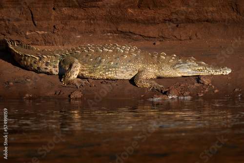 American crocodiles, Crocodylus acutus, animals in the river. Wildlife scene from nature. Crocodiles from river Tarcoles, Costa Rica. Dangerous animals in the mud.