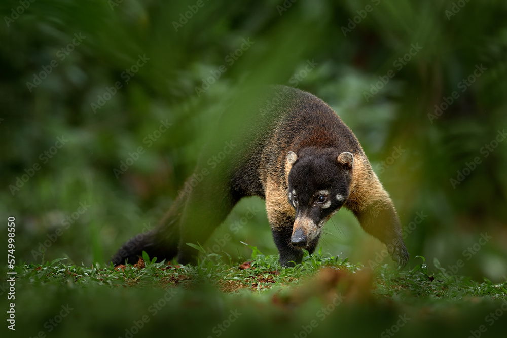 Whitenosed Coati, Nasua narica, green grass habitat National Park