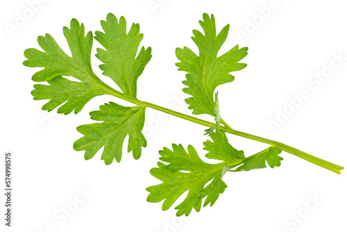 High definition of fresh green coriander leaf isolated on transparent background, salad leaf,  PNG File. photo