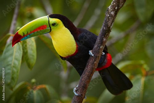 Mexico wildlife. Keel-billed Toucan, Ramphastos sulfuratus, bird with big bill sitting on branch in the forest, Yucatan. Nature travel in central America. Beautiful bird in nature habitat.
