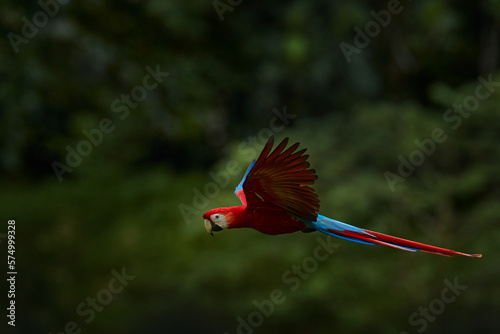 Red parrot flying in dark green vegetation. Scarlet Macaw, Ara macao, in tropical forest, Brazil. Wildlife scene from nature. Parrot in flight in the green jungle habitat. © ondrejprosicky