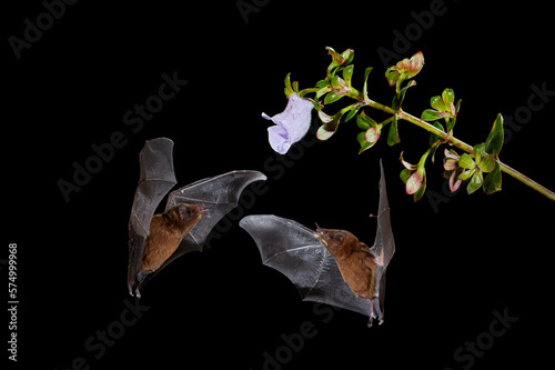 Nocturnal animal in flight with red feed flower. Wildlife action scene from tropic nature, Costa Rica. Night nature, Pallas's Long-Tongued Bat, Glossophaga soricina, flying bat in dark night.