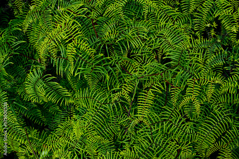 New Zealand Native fern on the ground with beautiful shapes.