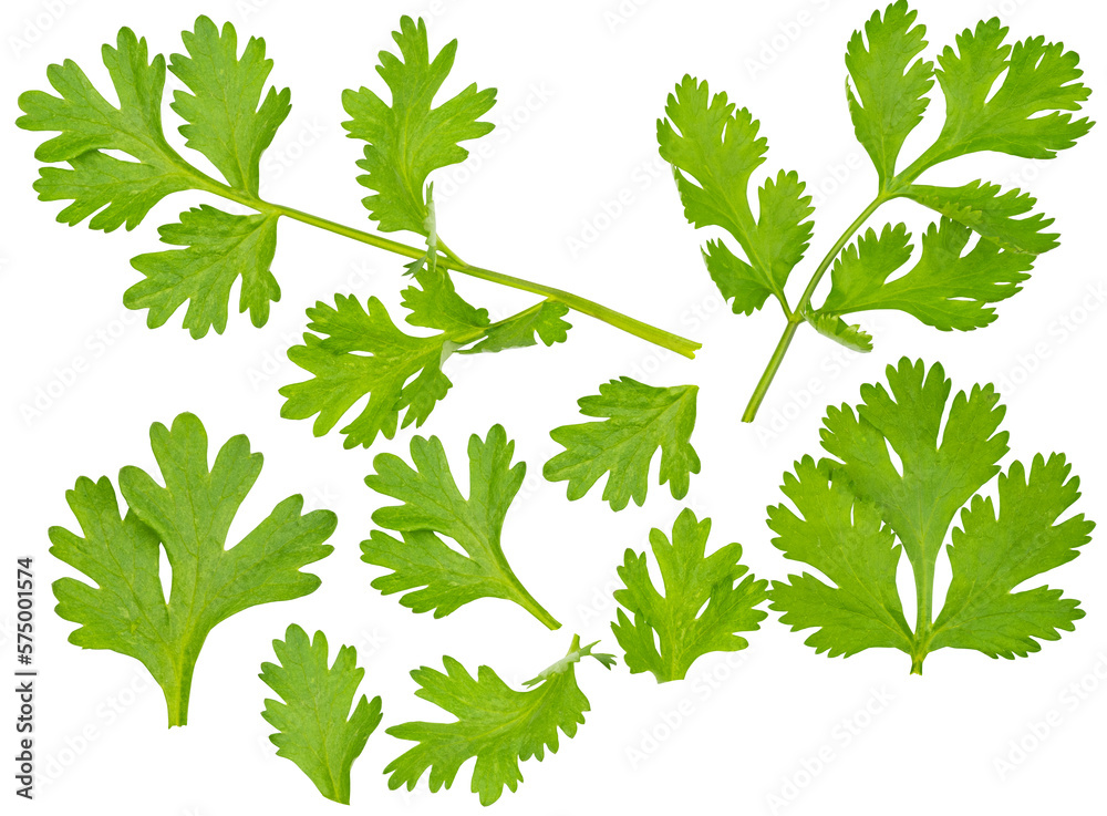 High definition Set of fresh green coriander leaf isolated on