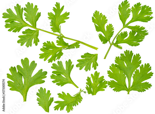 High definition Set of fresh green coriander leaf isolated on transparent background, group of vegetable leaf, salad leaf,  PNG File.