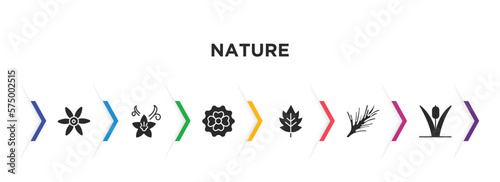 nature filled icons with infographic template. glyph icons such as sisyrinchium, vanilla, dianthus, hawthorn, rosemary, reed vector.