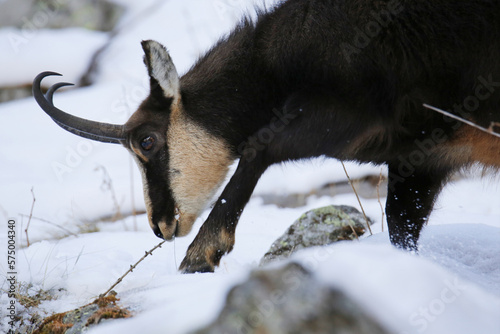 Primo piano di camoscio che scava nella neve per mangiare. Parco nazionale del Gran Paradiso, Italia photo