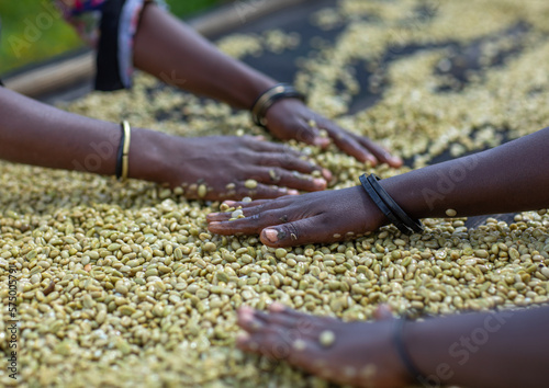 Ethiopian women drying coffee beans in a farm, Oromia, Shishinda, Ethiopia
