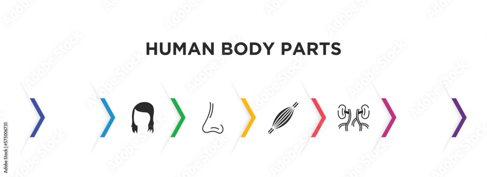 human body parts filled icons with infographic template. glyph icons such as digestive system, woman dark long hair, human foot, male e of a line, human muscle, blood supply system vector. human body parts filled icons with infographic template. glyph icons such as digestive system, woman dark long hair, human foot, male e of a line, human muscle, blood supply system vector.