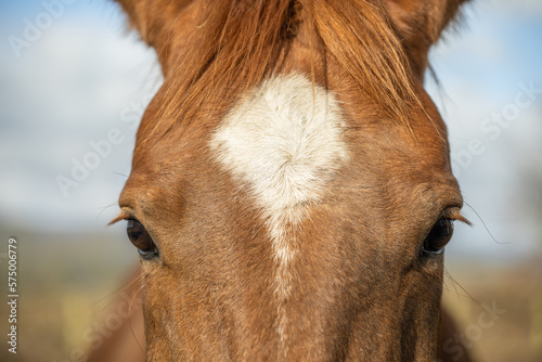 close up of the forehead facial marking of a thoroughbred race horse photo