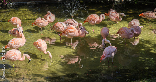 A flamboyance of captive Flamingos. photo
