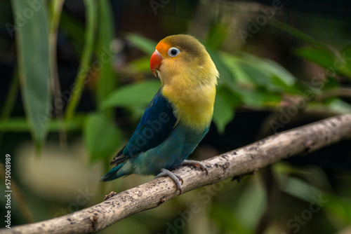 Fischer's lovebird (Agapornis fischeri) is a small parrot species of the genus Agapornis photo
