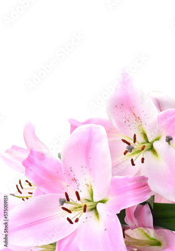 Lily pink flowers on white isolated