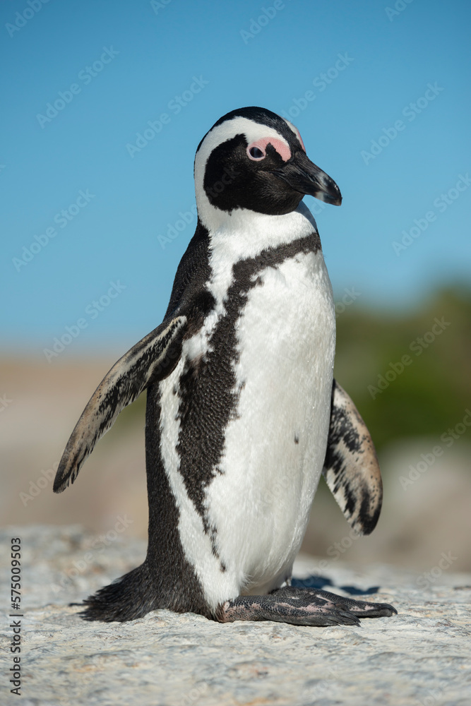 Obraz premium African Penguins, Boulders beach, South Africa