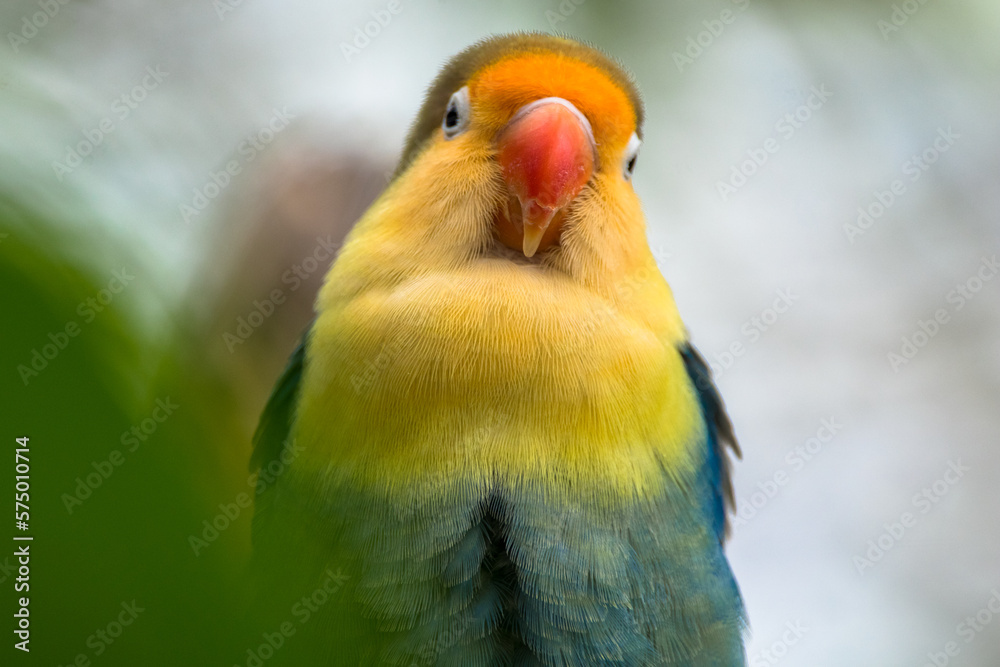 Fischer's lovebird (Agapornis fischeri) is a small parrot species of the genus Agapornis Fischer's lovebird (Agapornis fischeri) is a small parrot species of the genus Agapornis