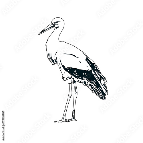 Black and white sketch of a stork with transparent background