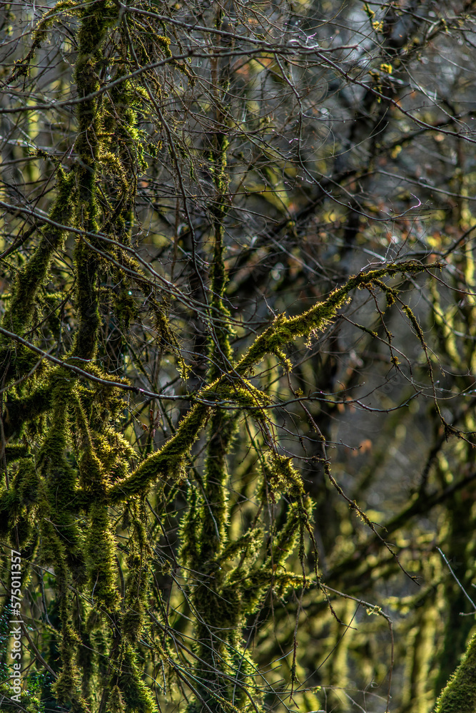 Fototapeta premium Buis moussus à Drom, Ain, France