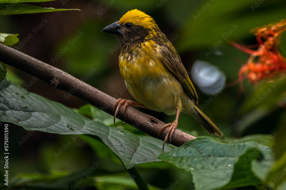 The streaked weaver (Ploceus manyar) is a species of weaver bird