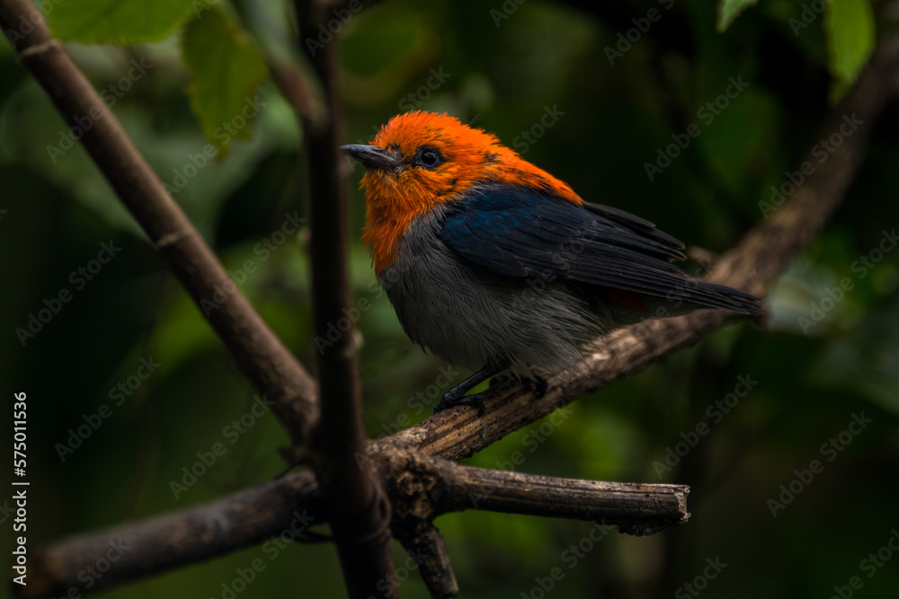Obraz premium The scarlet-headed flowerpecker (Dicaeum trochileum)
