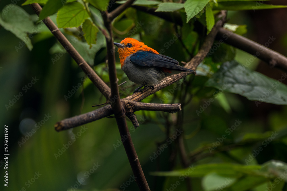 The scarlet-headed flowerpecker (Dicaeum trochileum) The scarlet-headed flowerpecker (Dicaeum trochileum)