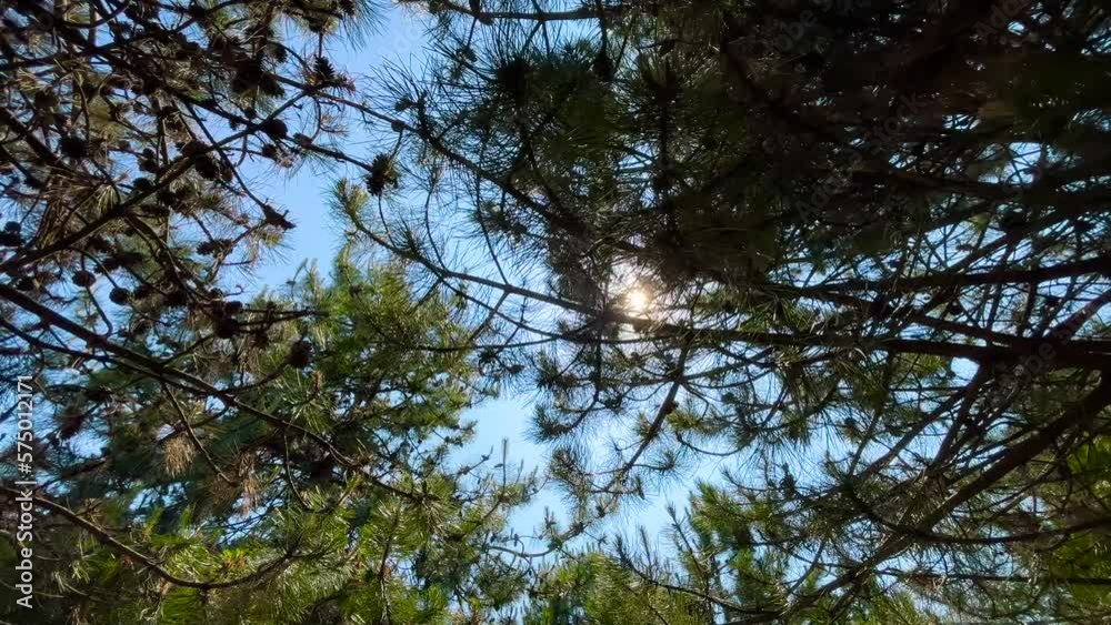 Wide shot: bright afternoon sun is shining through branches of coniferous tree with sun lens flare at park, forest in slow motion: nobody, no people. Abstract, b-roll, environment and nature concept Wide shot: bright afternoon sun is shining through branches of coniferous tree with sun lens flare at park, forest in slow motion: nobody, no people. Abstract, b-roll, environment and nature concept