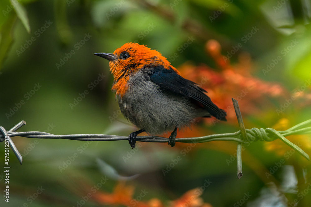 Fototapeta premium The scarlet-headed flowerpecker (Dicaeum trochileum)