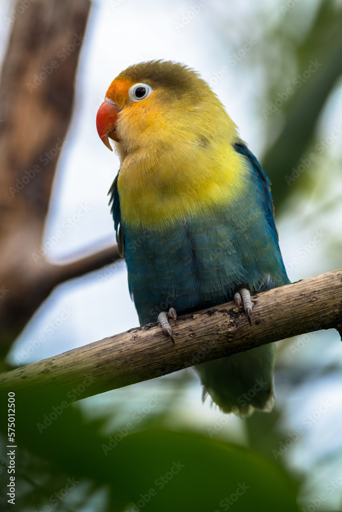 Fischer's lovebird (Agapornis fischeri) is a small parrot species of the genus Agapornis