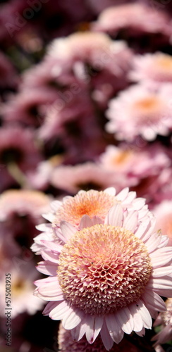 Delicately pink buds of Chrysanthemum vegetum Medea on a blurry background in bright sunlight  floral business