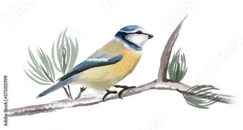 Handpainted watercolor illustration birds isolated on white background blue tit. © Barbara Marini