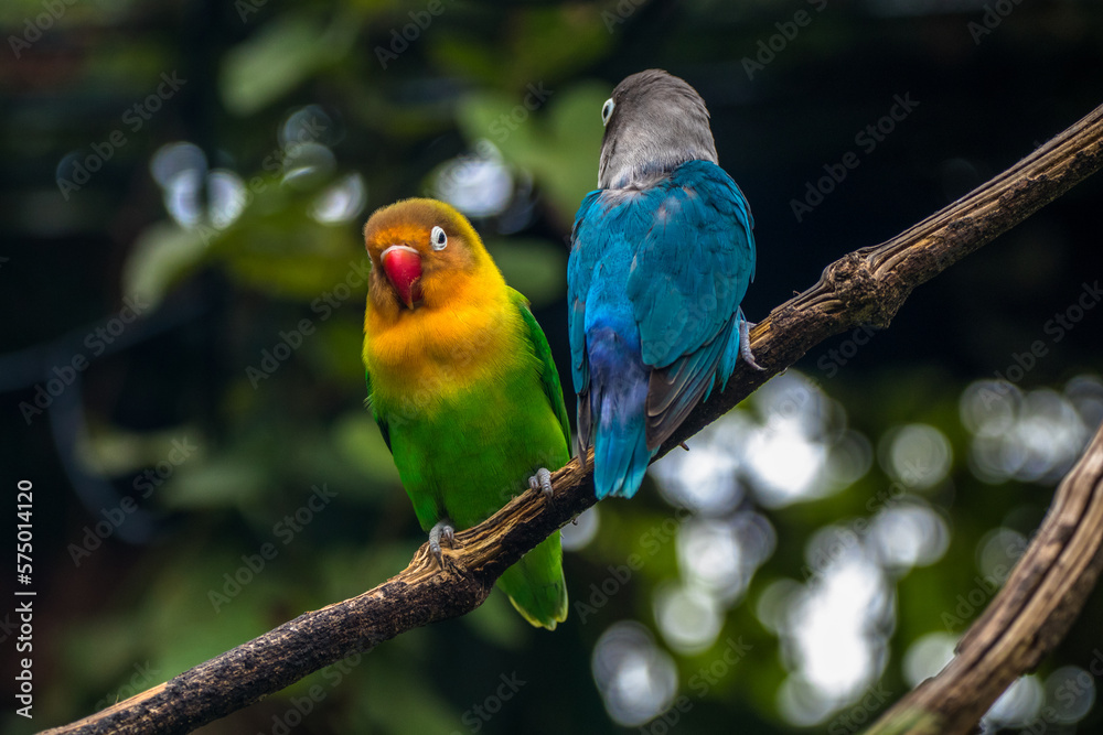 Fototapeta premium Fischer's lovebird (Agapornis fischeri) is a small parrot species of the genus Agapornis