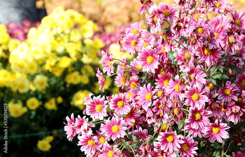 A group of white and purple flowers of Arlequin chrysanthemum on a blurred background of yellow flowers