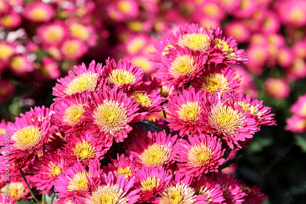 Bouquet of yellow and purple garden chrysanthemums in bright sunshine, floral business Bouquet of yellow and purple garden chrysanthemums in bright sunshine, floral business