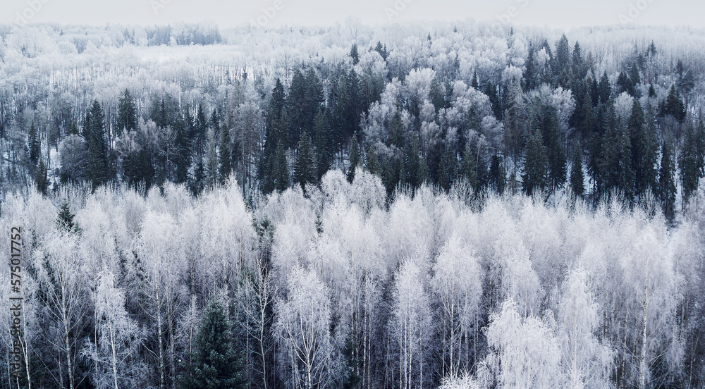 Early morning view of the frozen forest from the tower. In Estonia, near Karula National Park Early morning view of the frozen forest from the tower. In Estonia, near Karula National Park