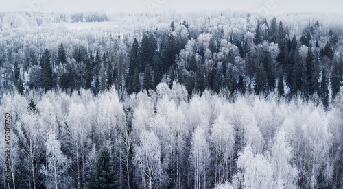 Early morning view of the frozen forest from the tower. In Estonia, near Karula National Park
