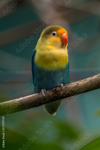 Fischer's lovebird (Agapornis fischeri) is a small parrot species of the genus Agapornis © lessysebastian
