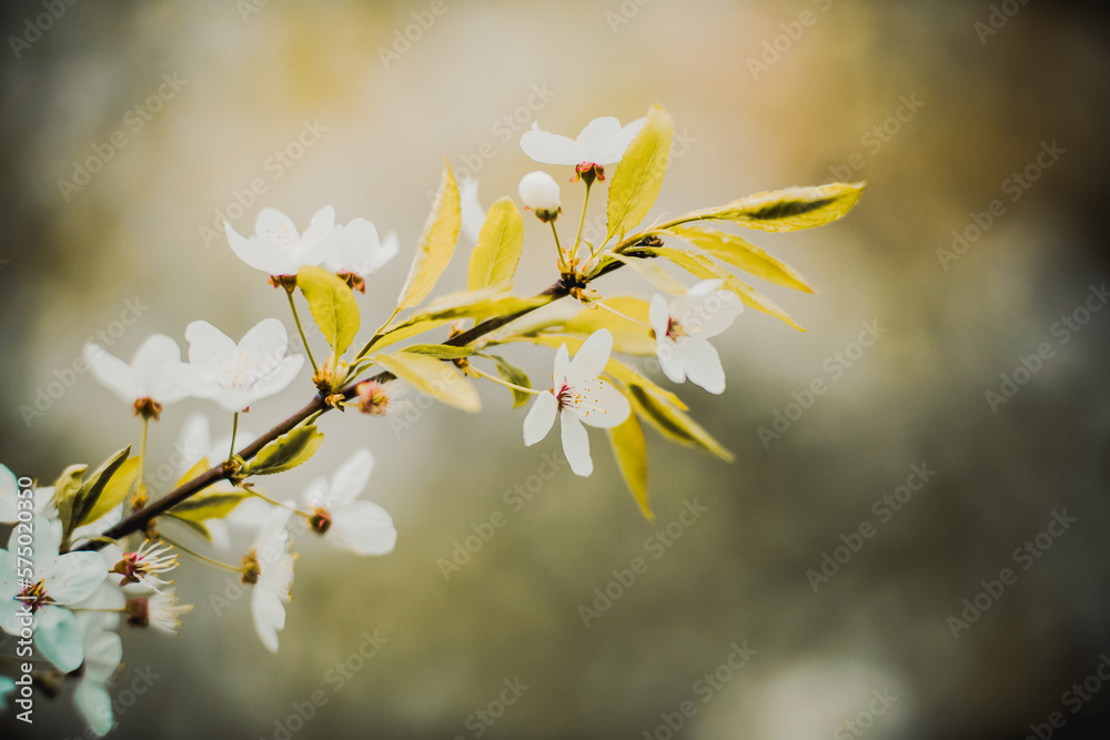 Beautiful white fragrant cherry blossoms bloom on the branches of a bush with green young leaves on a sunny spring day.