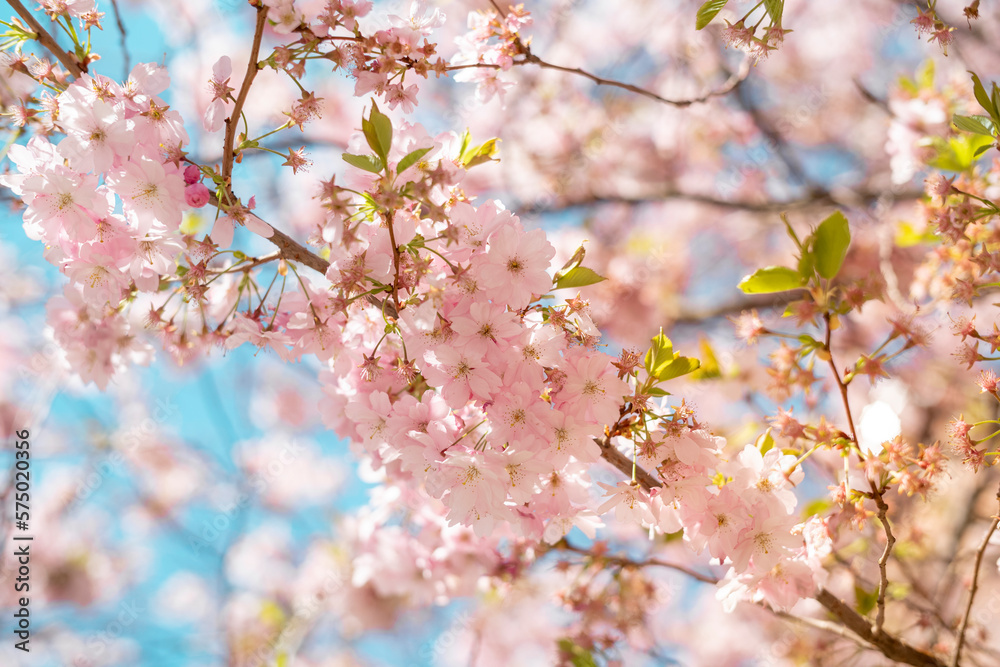 Kirschblüten Frühling Blühen Floral Japan Asien