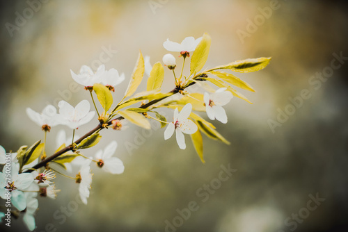 Beautiful white fragrant cherry blossoms bloom on the branches of a bush with green young leaves on a sunny spring day.