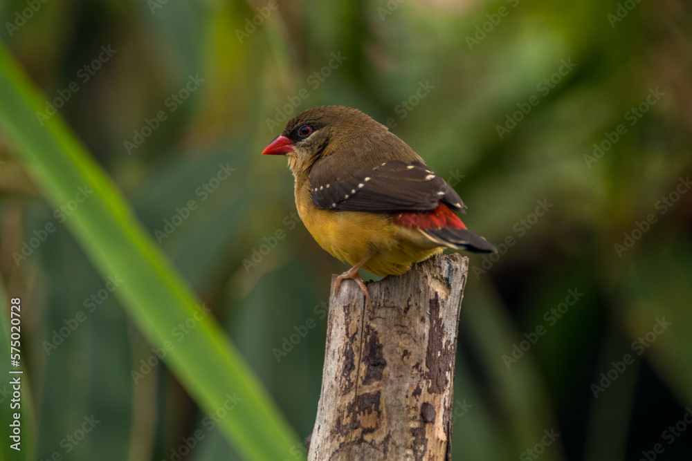 The red avadavat (Amandava amandava), red munia or strawberry finch The red avadavat (Amandava amandava), red munia or strawberry finch