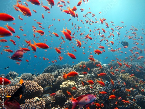 Red Sea fish and coral reef of blue hole Egypt