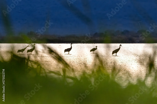 Bird sunrise silhouette. Common Crane, Grus grus, big bird in the nature habitat, Lake Aagamon Haula photo