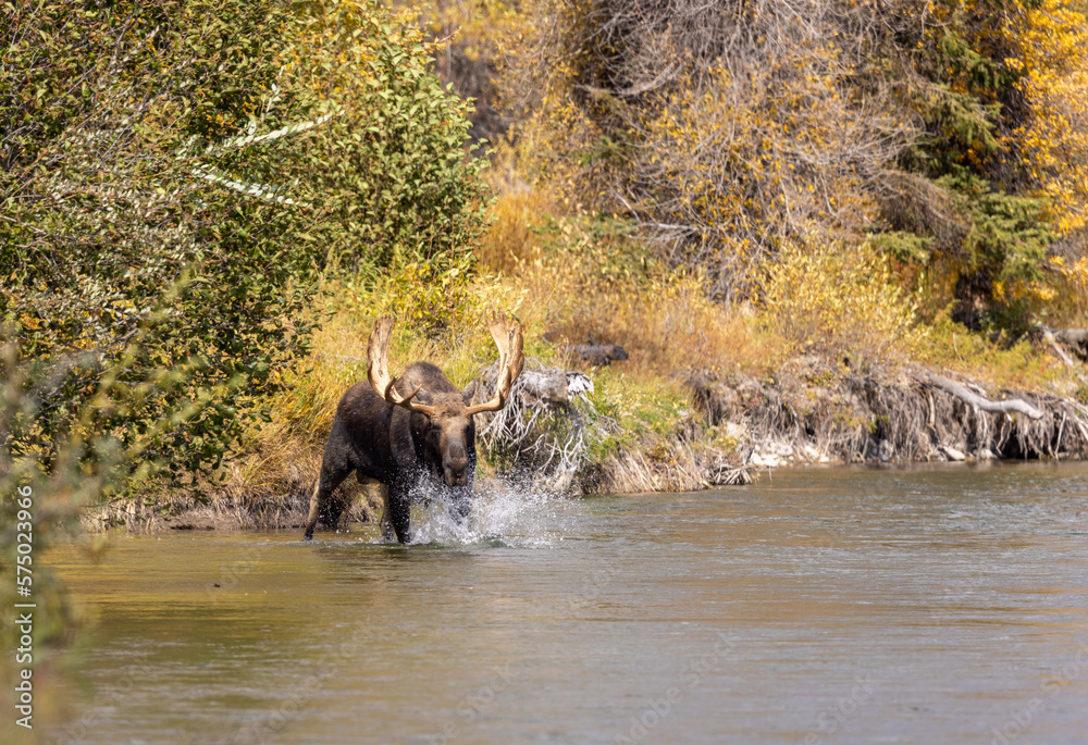 Bull Moose in a River During the Rut in Wyoming in Autumn