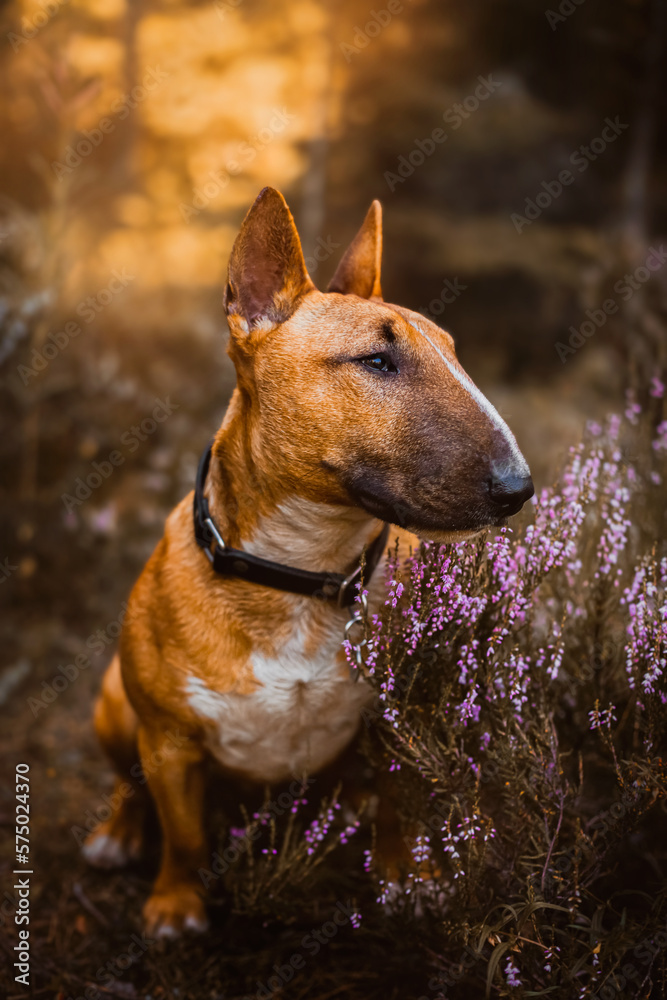 A beautiful ginger bull terrier sits near pink heather flowers in the forest at sunset. Walking with a dog in nature. Autumn with a  pet.